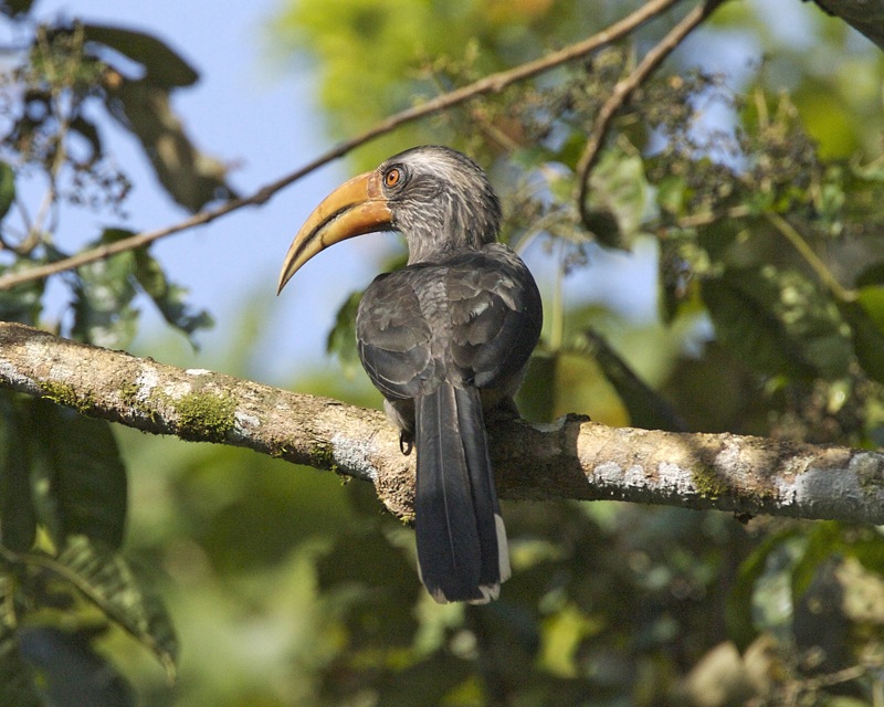 Salim Ali Bird Sanctuary